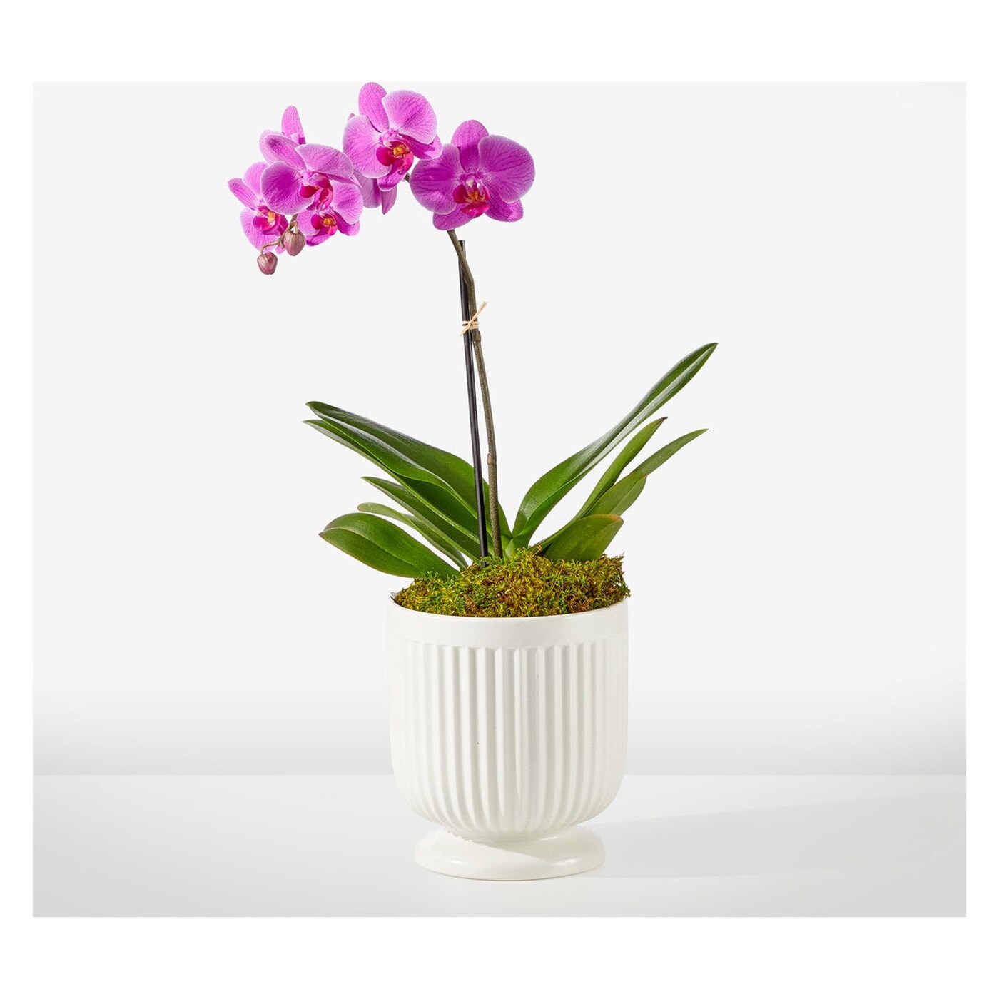 Friendly Fuchsia Orchid