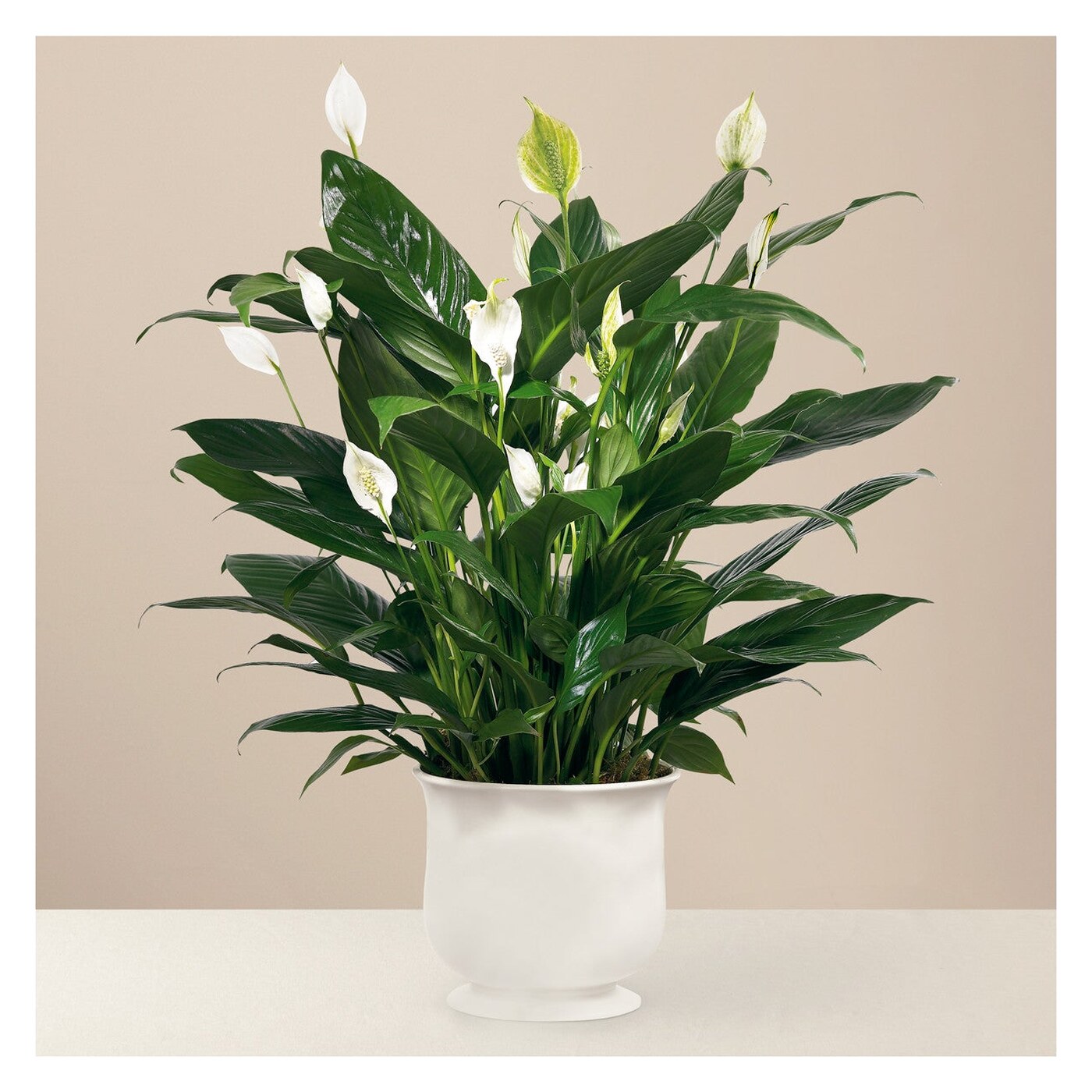 Comfort Planter