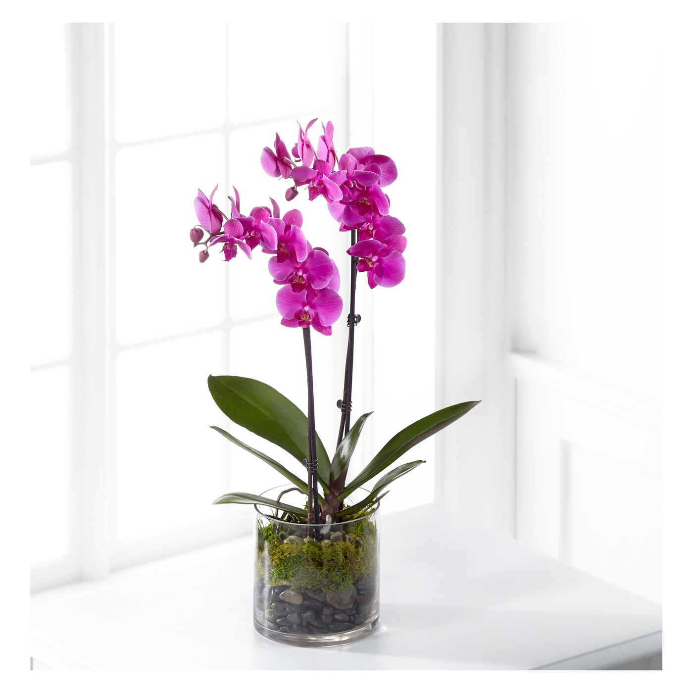Pink Orchid Plant