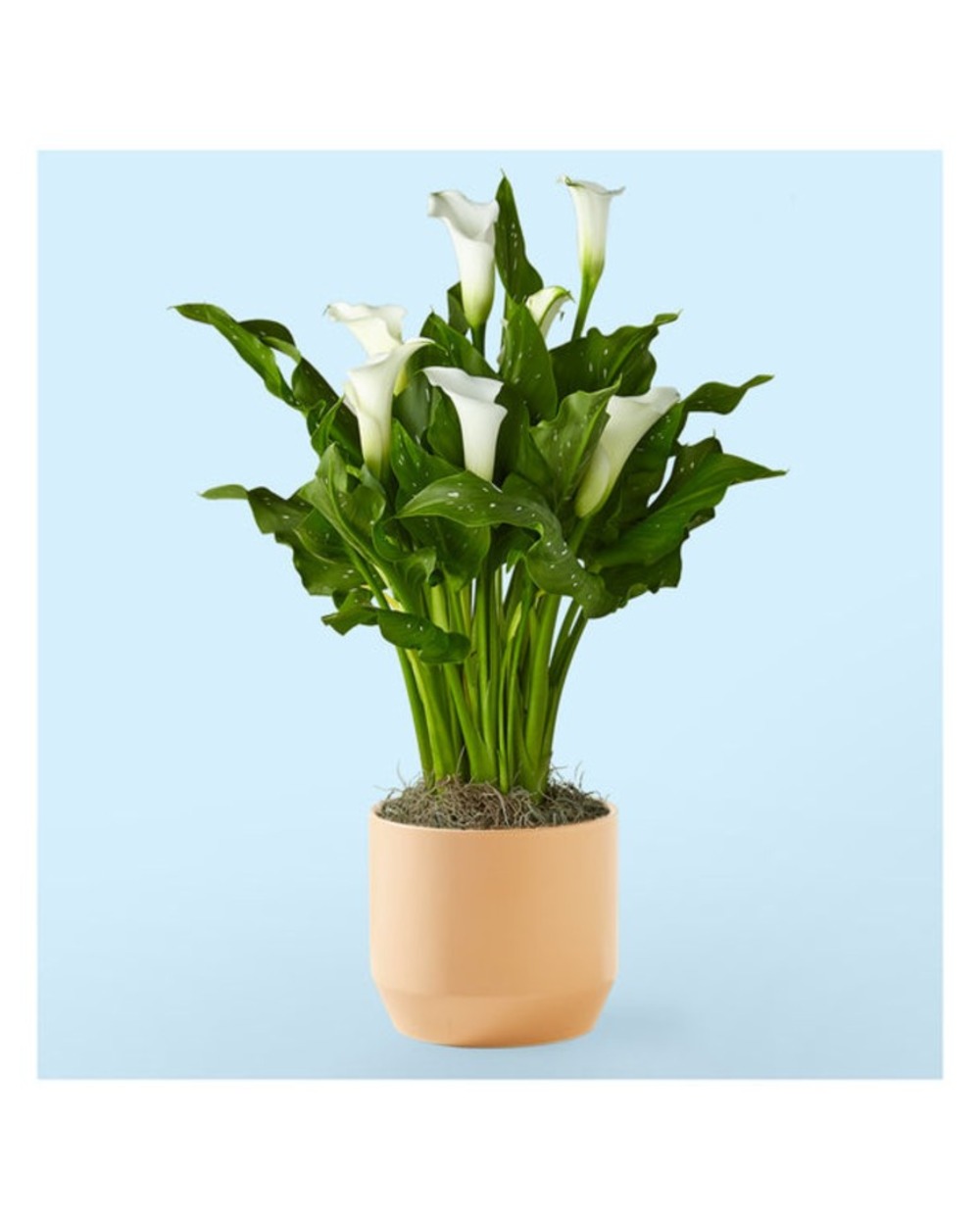 Classic White Calla Lily Plant in Leaves Ceramic