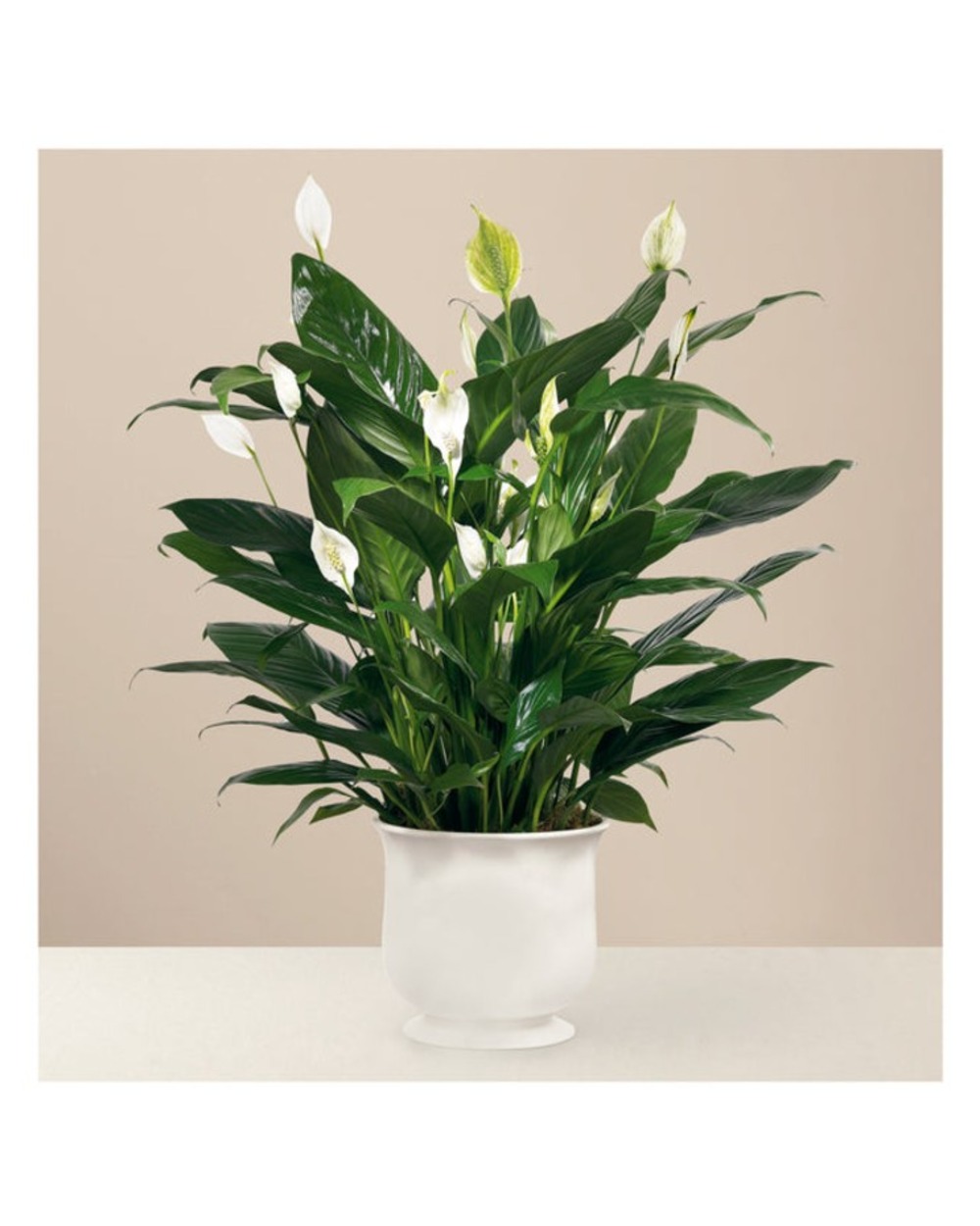 Comfort Planter - Standard