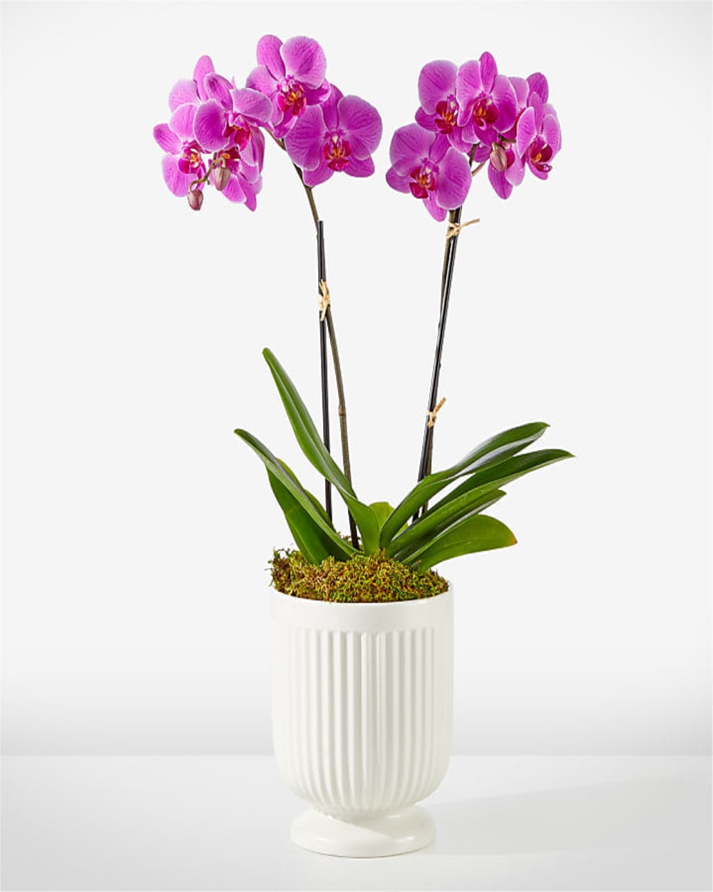 Friendly Fuchsia Orchid - Double