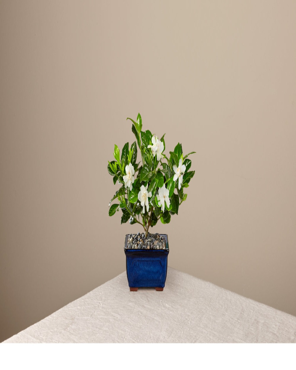 Gardenia Bonsai - 8 inch