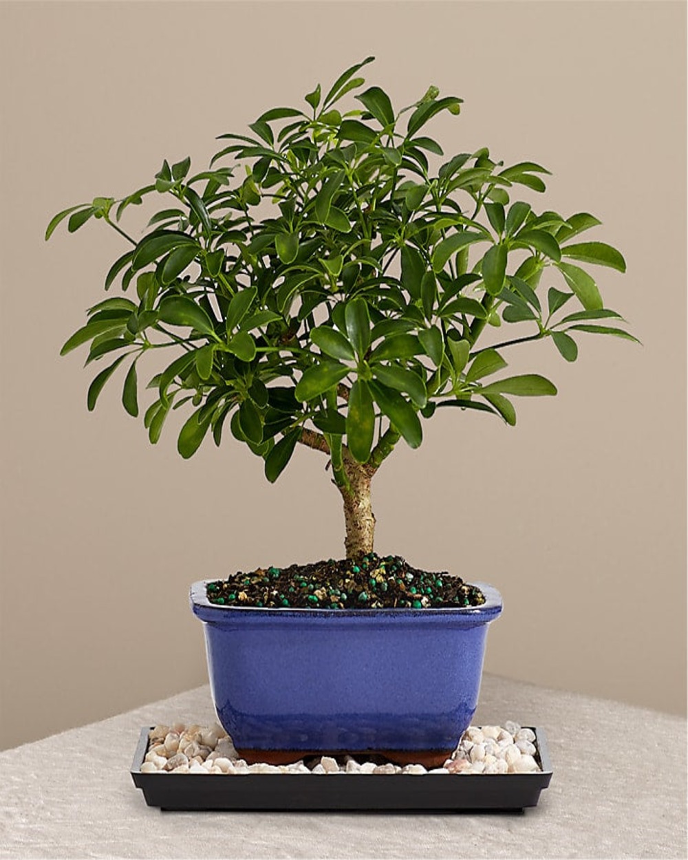 Indoor Hawaiian Umbrella Bonsai