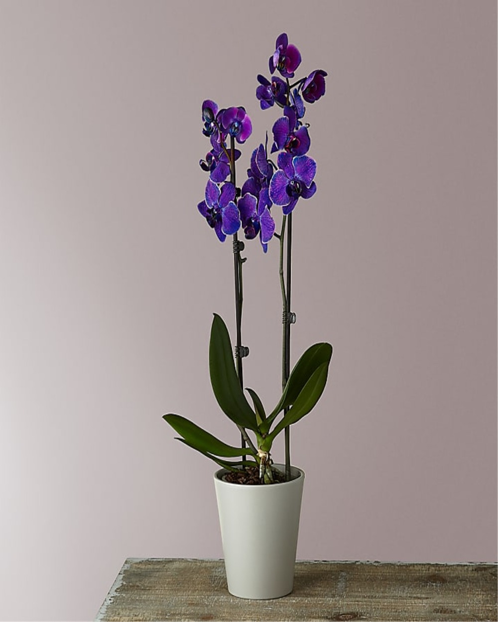 Masterful Watercolor Orchids