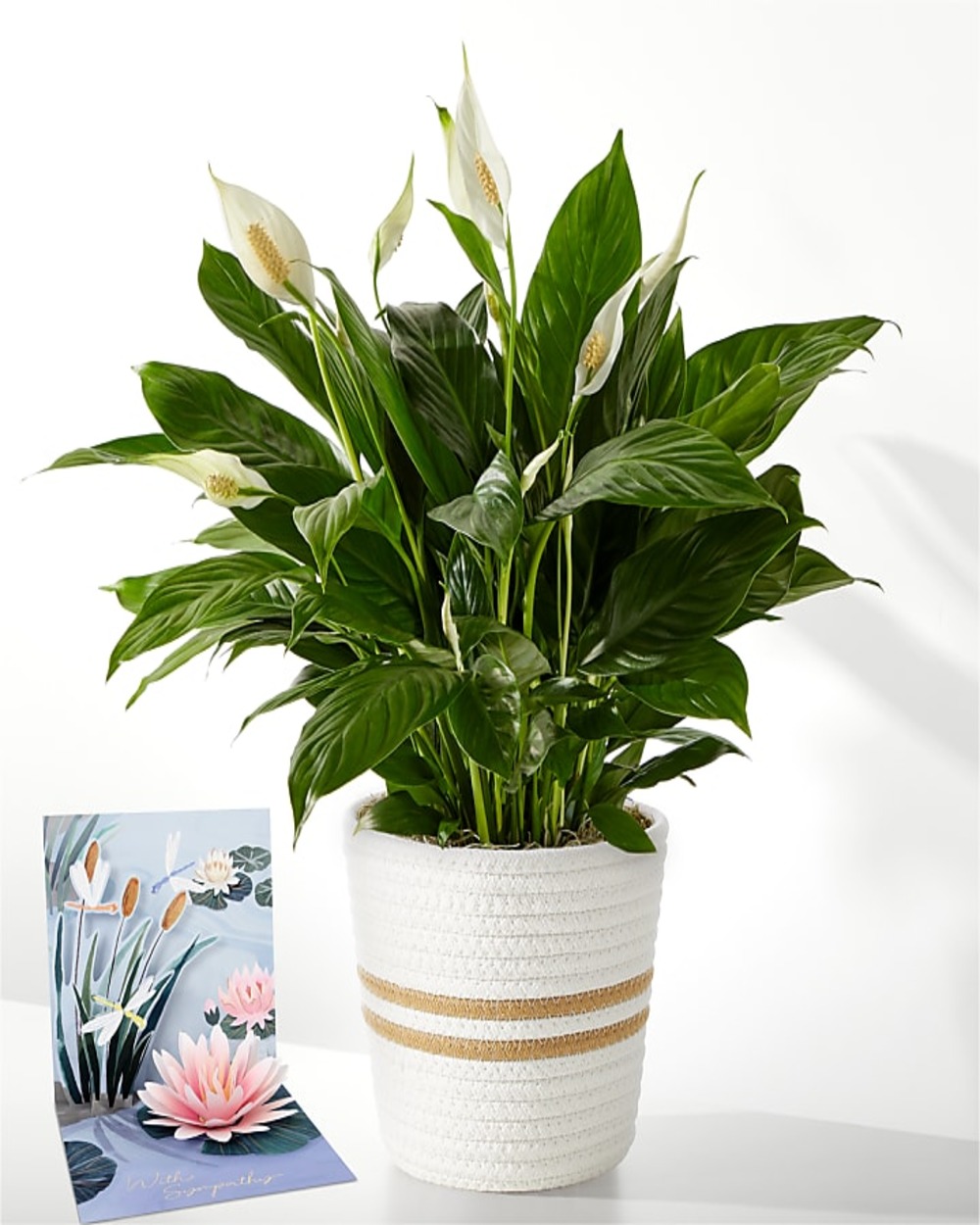 Peace Lily Plant & Sympathy Pop Up Card