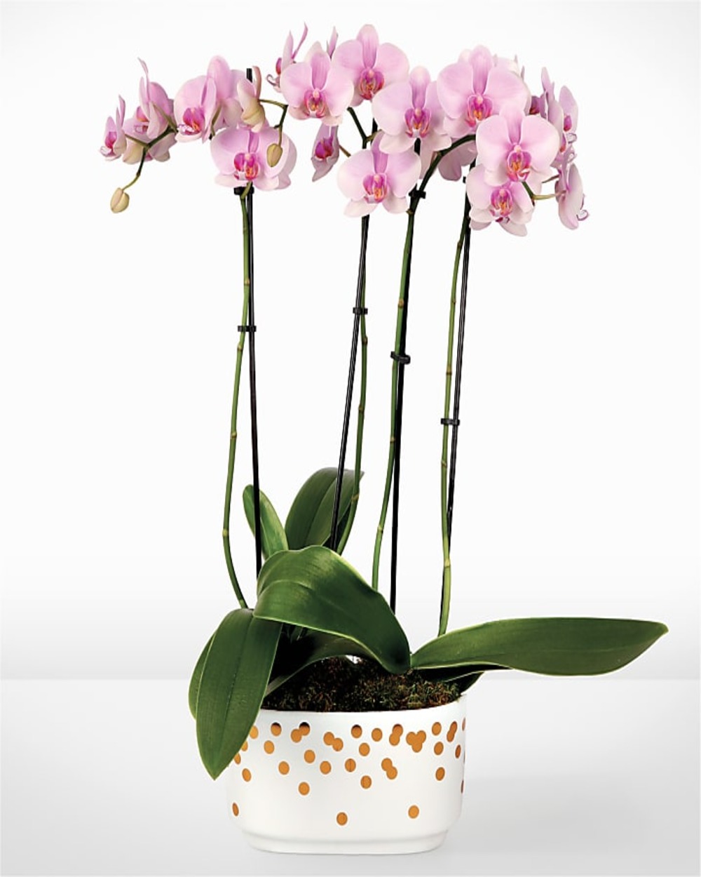 Pink and Pretty Orchid Garden