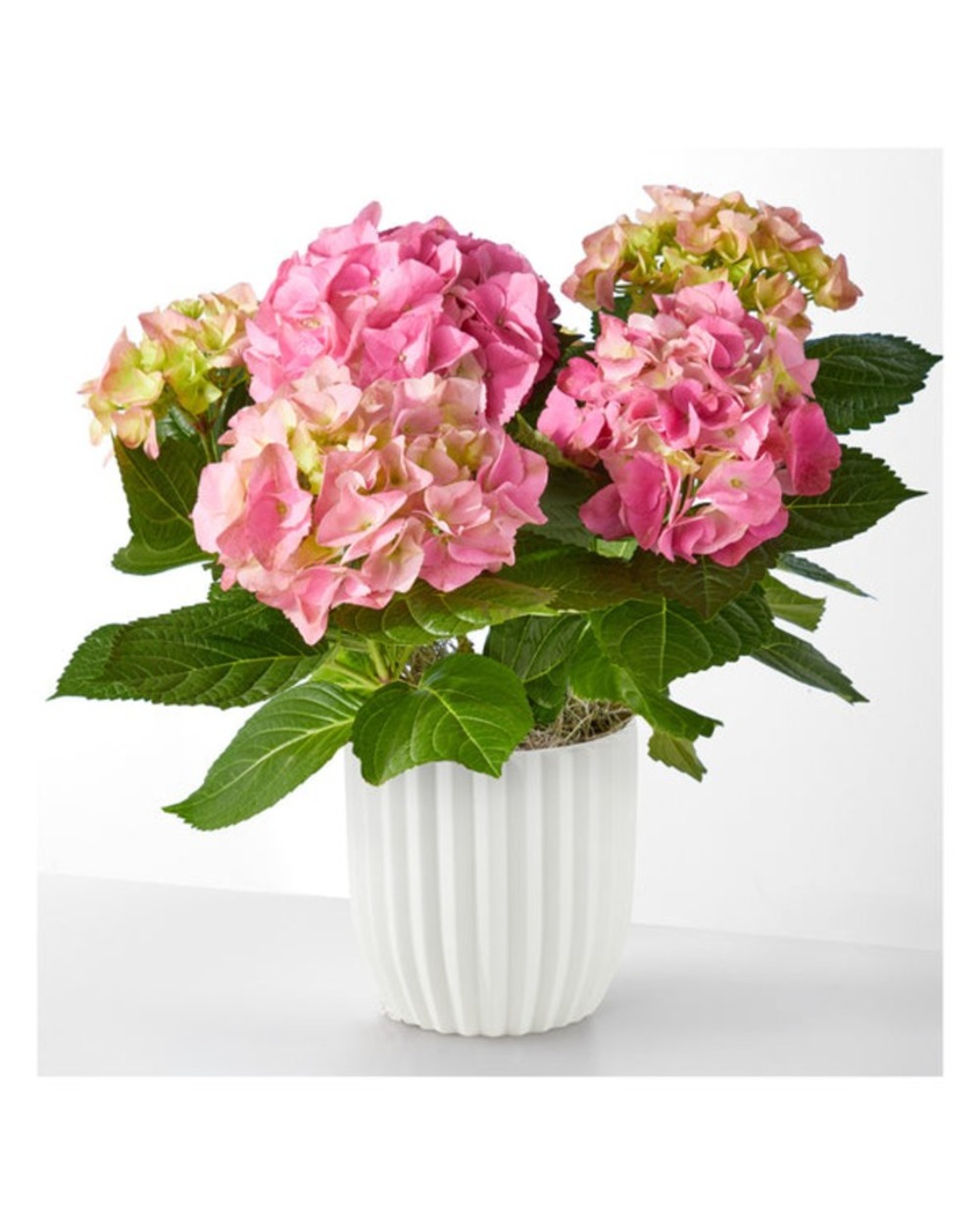 Pink Hydrangea Plant in Ceramic Pot