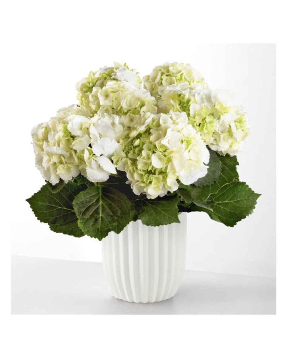 Pure White Hydrangea in Ceramic Pot