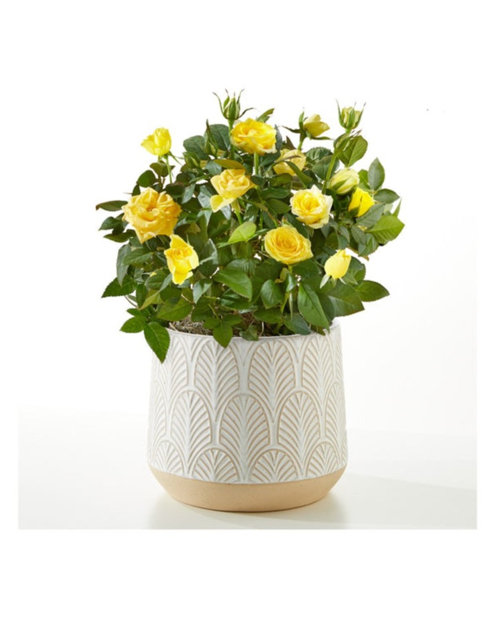 Sunshine Yellow Rose Plant in Leaves Ceramic