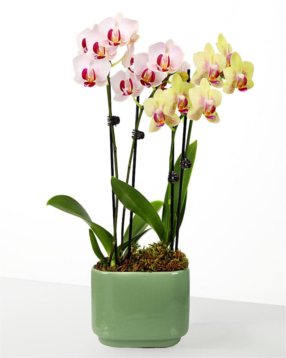 Blooming Embrace Orchid Duo