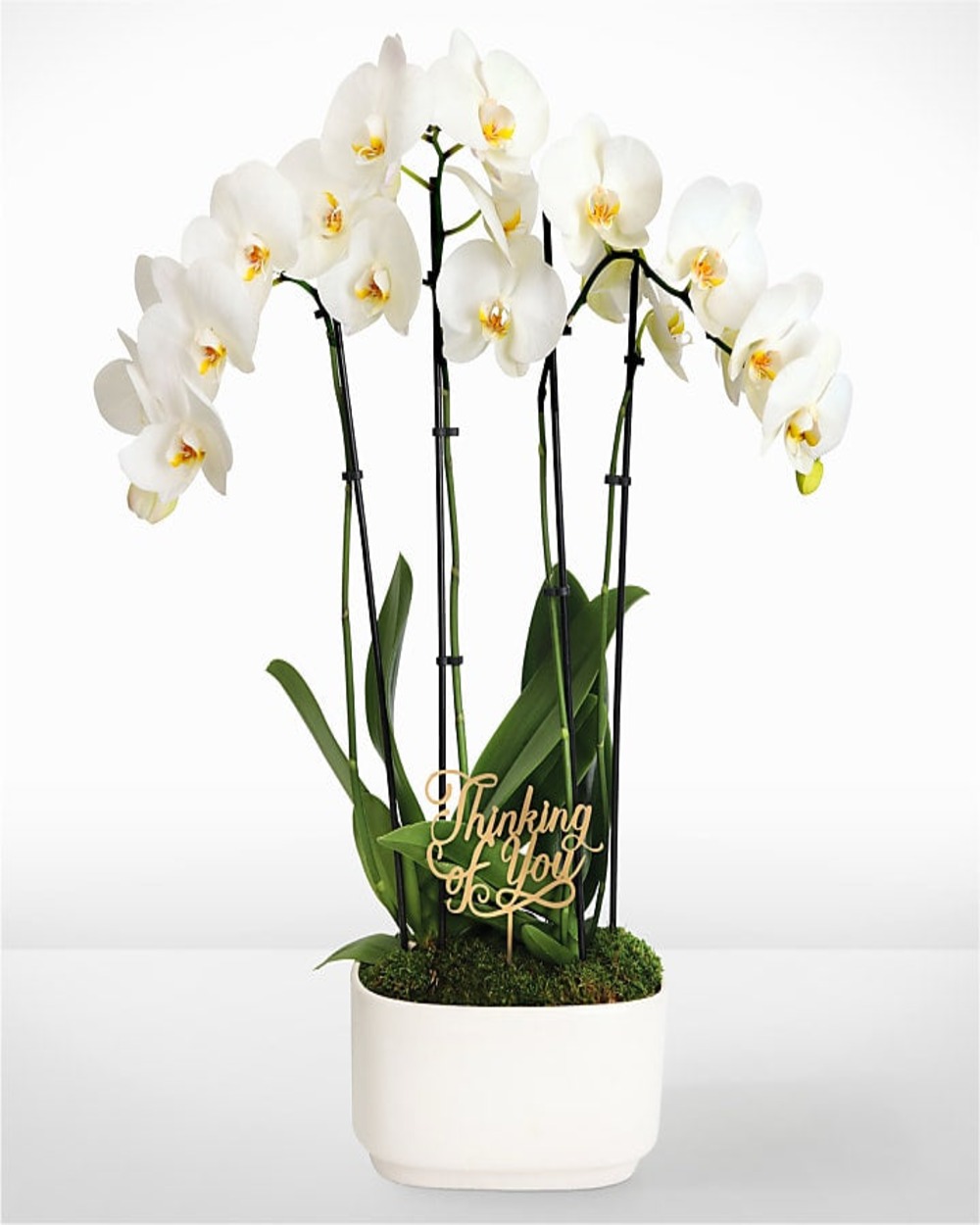 Thinking of You White Orchid Garden