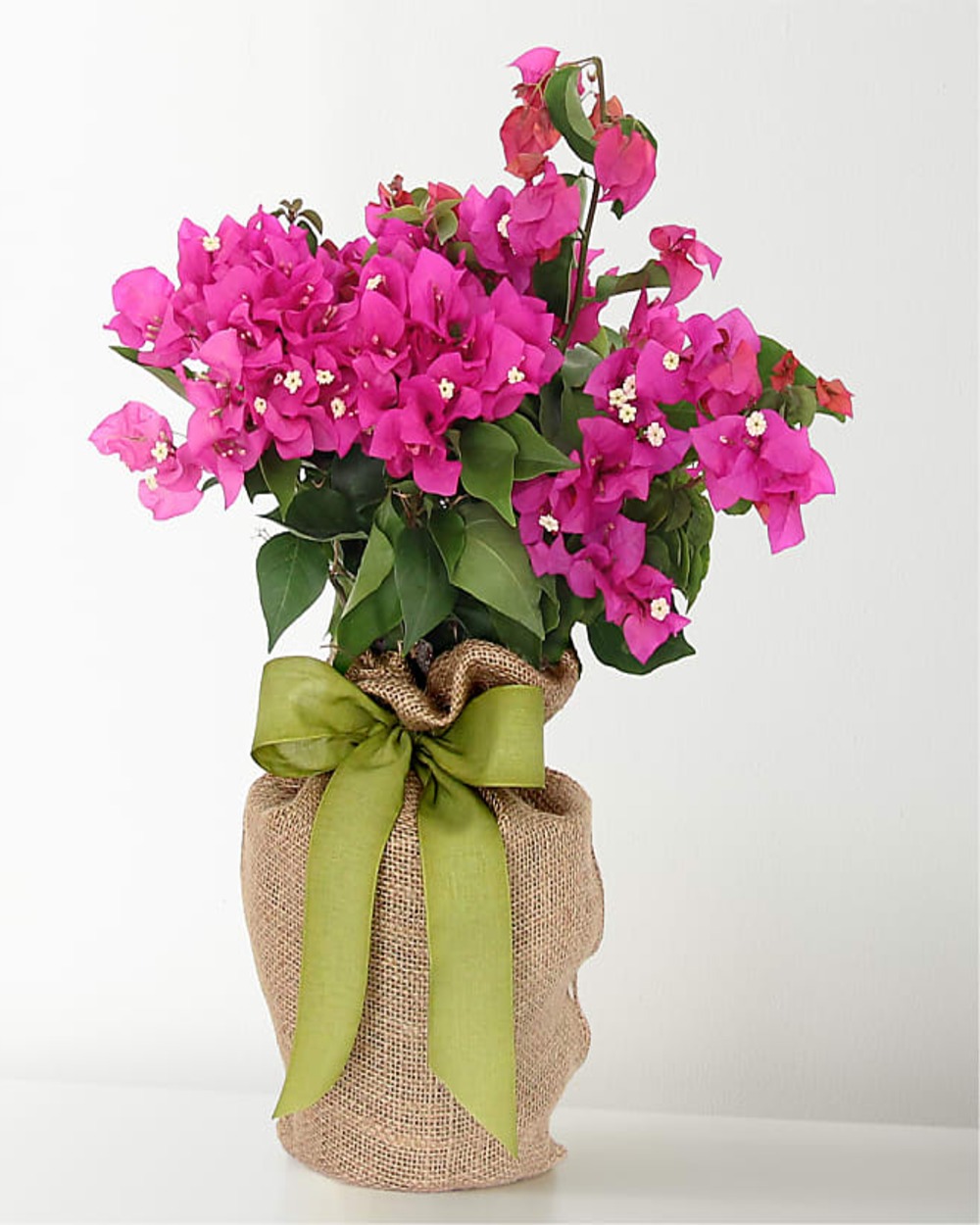 Bougainvillea Plant