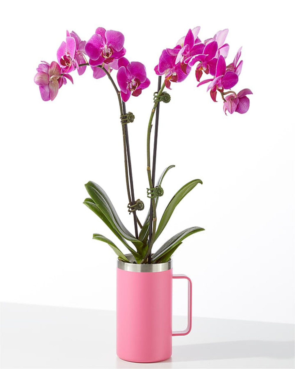 Amethyst Bloom Orchid